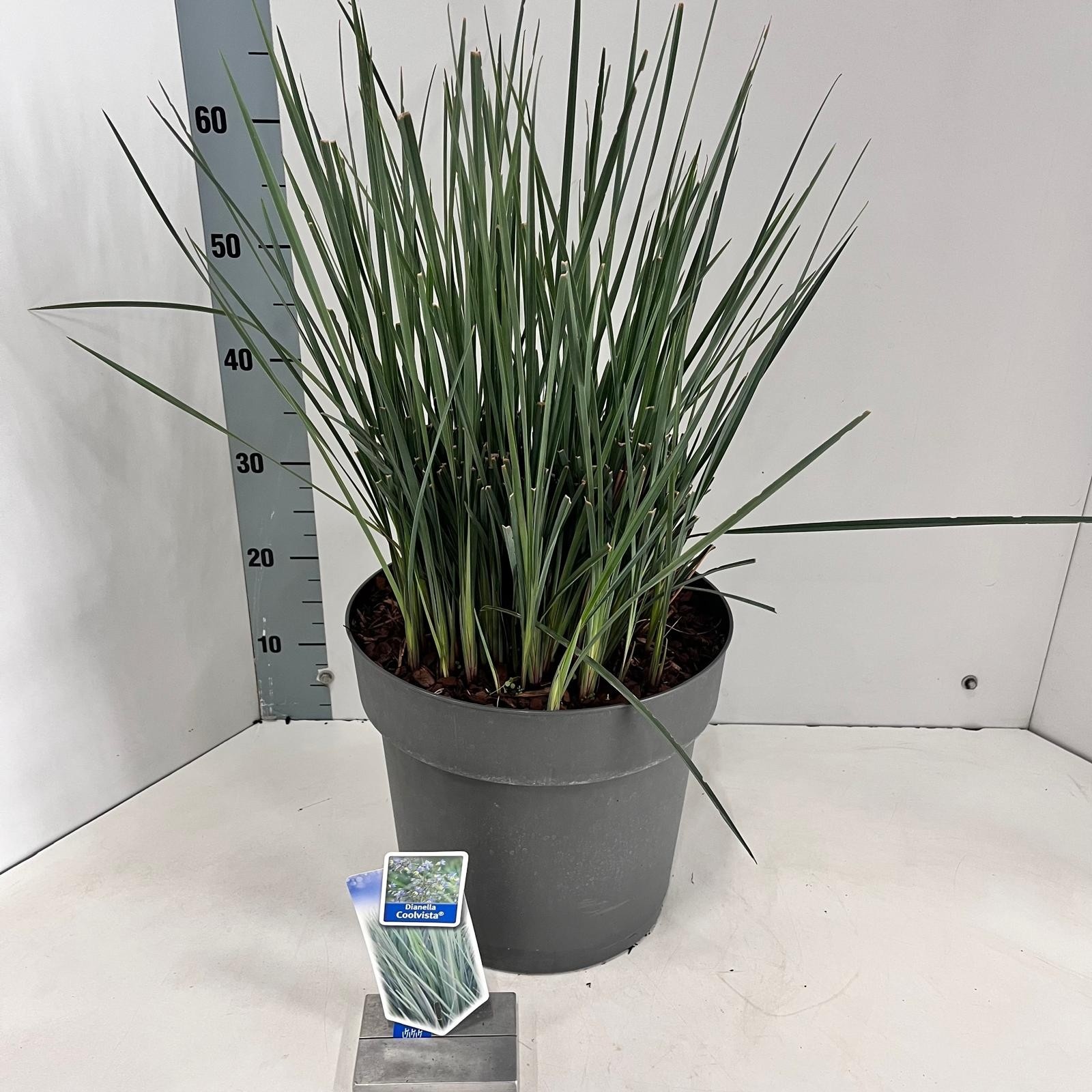 Dianella revoluta Coolvista® ('Allyn-Citation'PBR), D 32