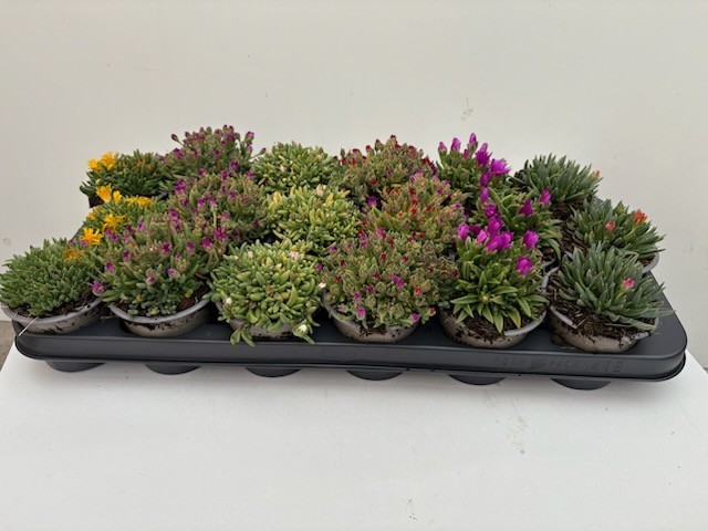 delosperma mix p9, D 9
