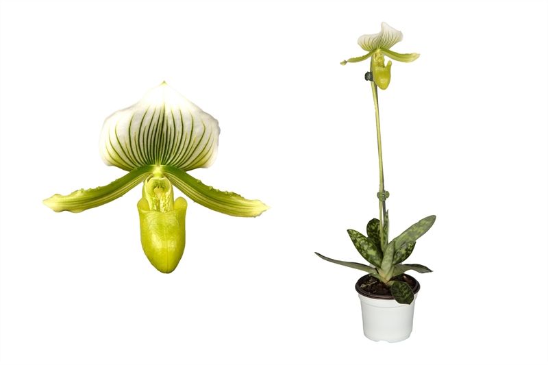 Paphiopedilum p09 Femma 1bl, D 9