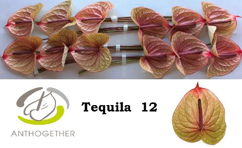 Антуриум Текила x12, шт. Антуриум Текила x12, шт.