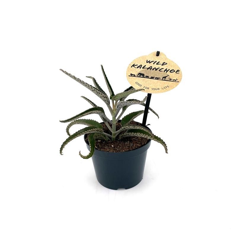 KALANCHOE DAIGREMONTIANA 'Octopus ', D 12