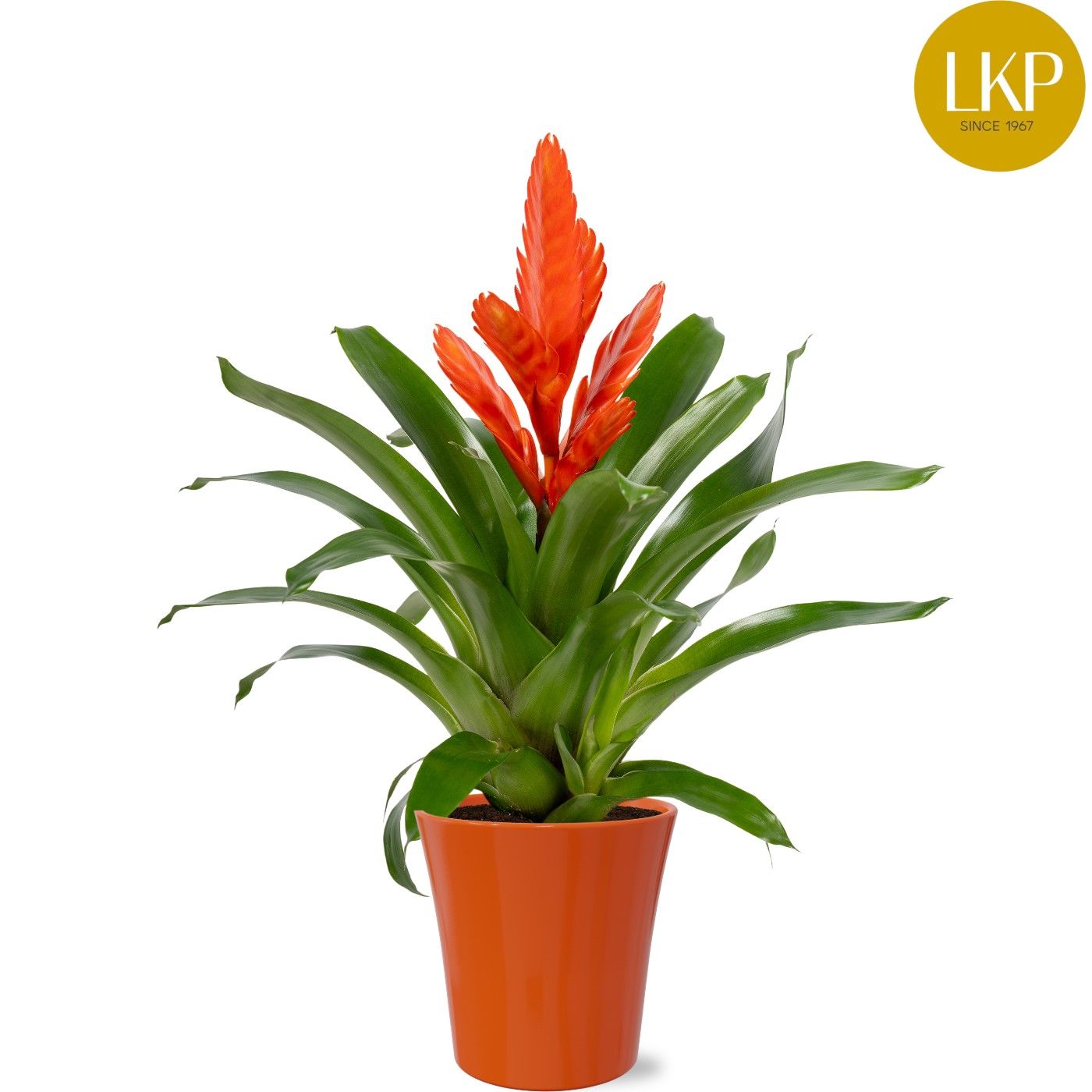 Vriesea Int Orange Geel/Rood Coco, D 13