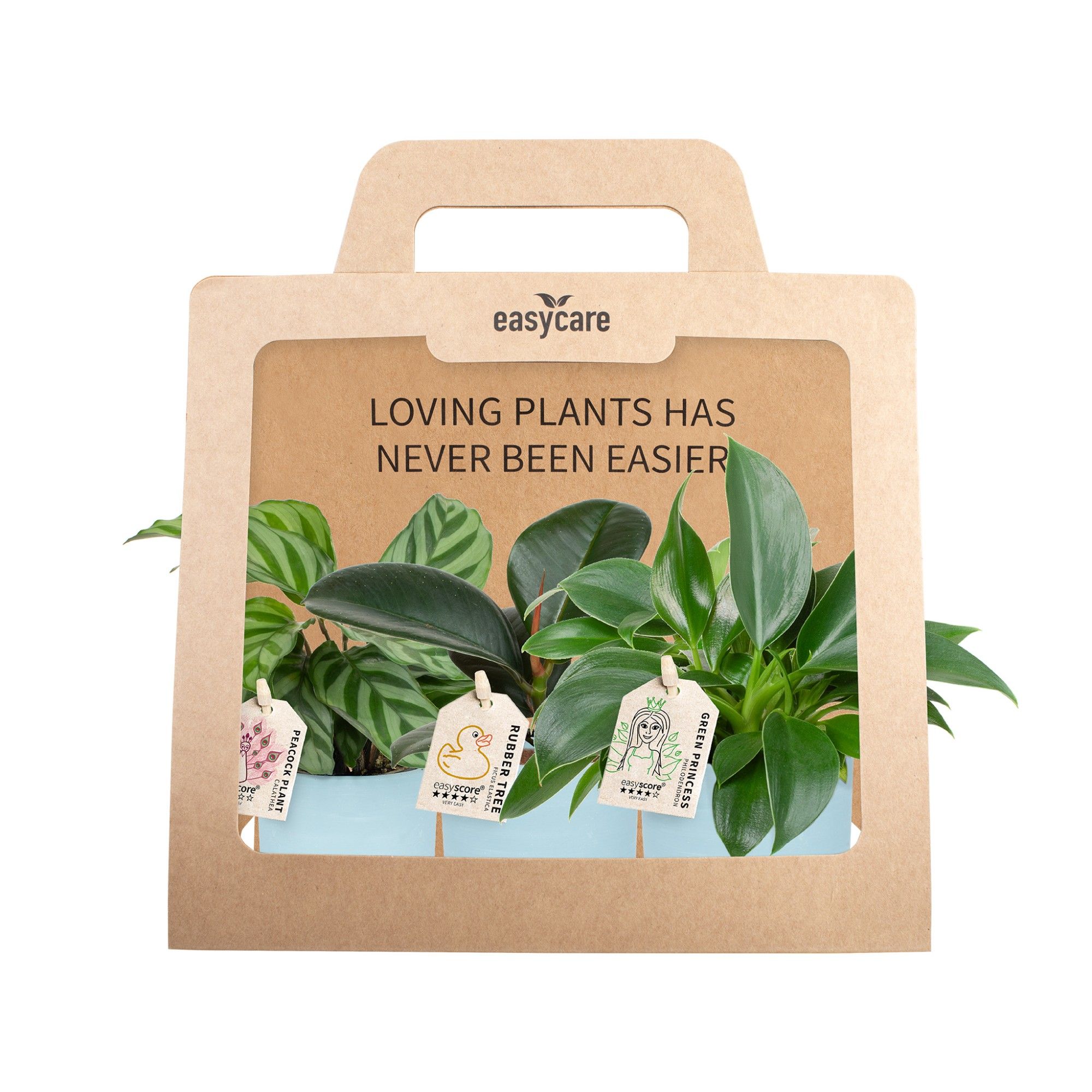 3-Pack Woodbase Sky Blue, Cites Free, D 7