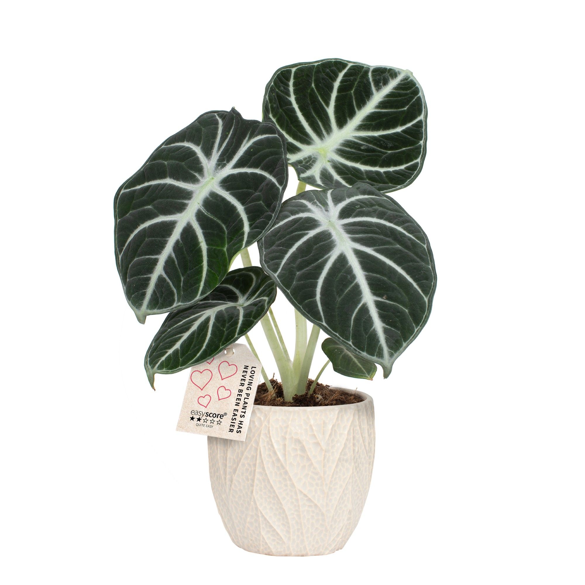 Leaf Sand, Alocasia ´Ninja´, D 10 cm