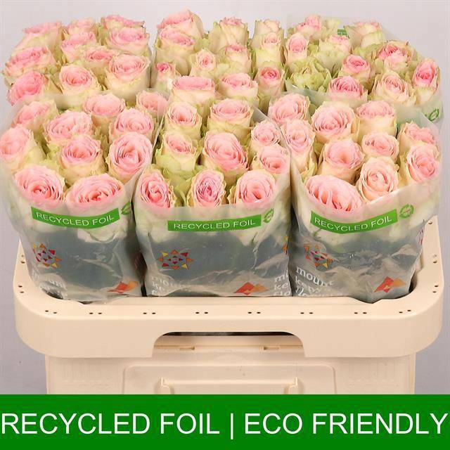 Роза од. Эсперанс 60, шт.