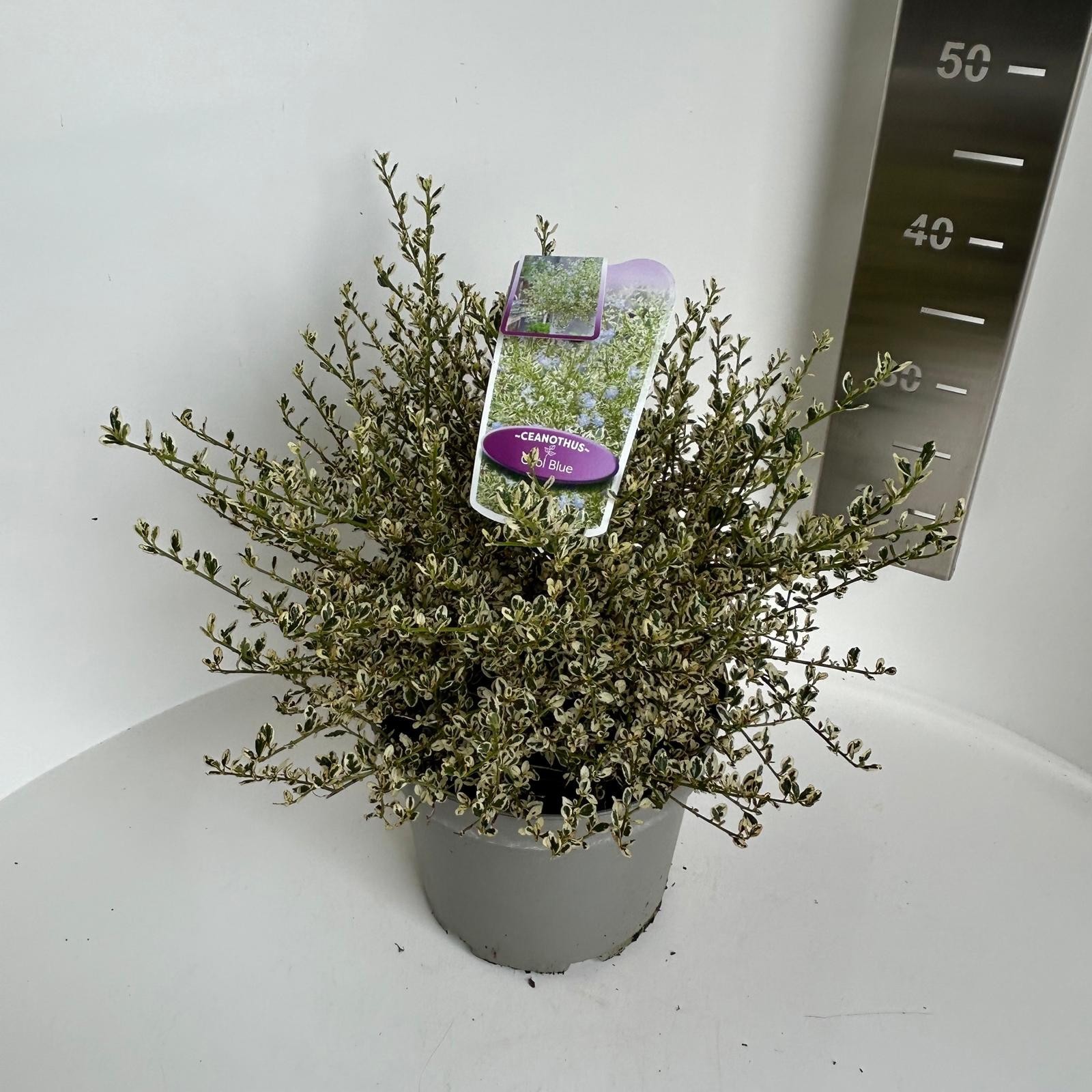 Ceanothus impressus Coolblue, D 23 cm