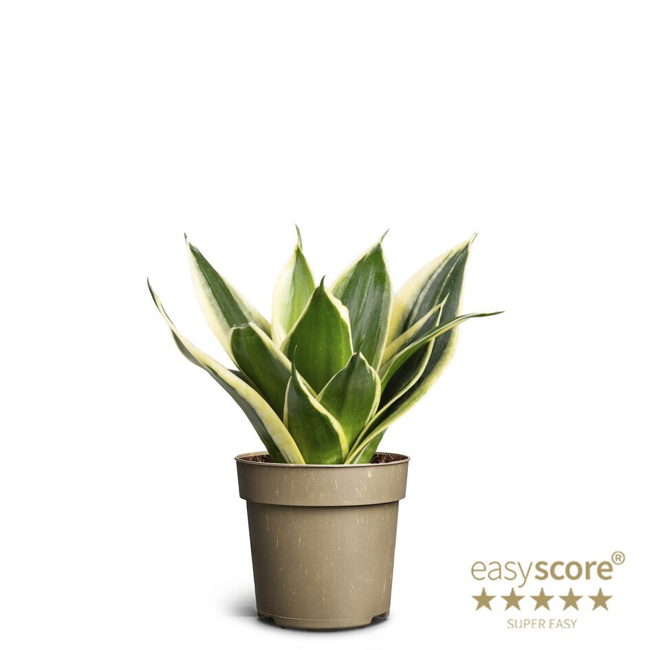 SANSEVIERIA TRIFASCIATA 'HAHNII', D 11 cm