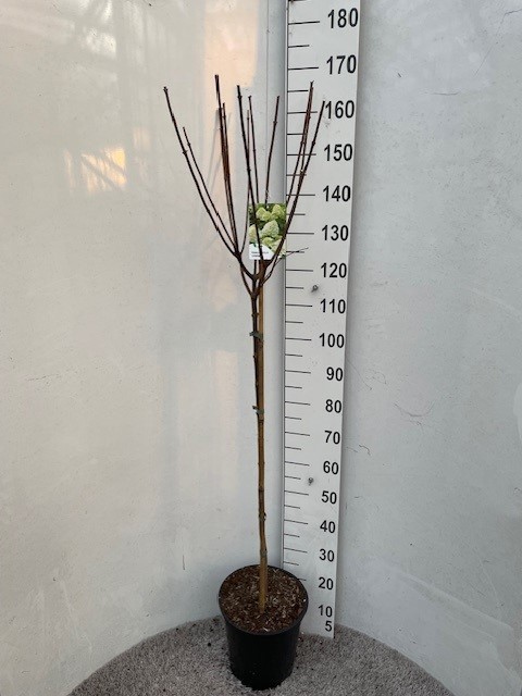 Hydrangea pan. Limelight 100 stam P28 C10, D 28