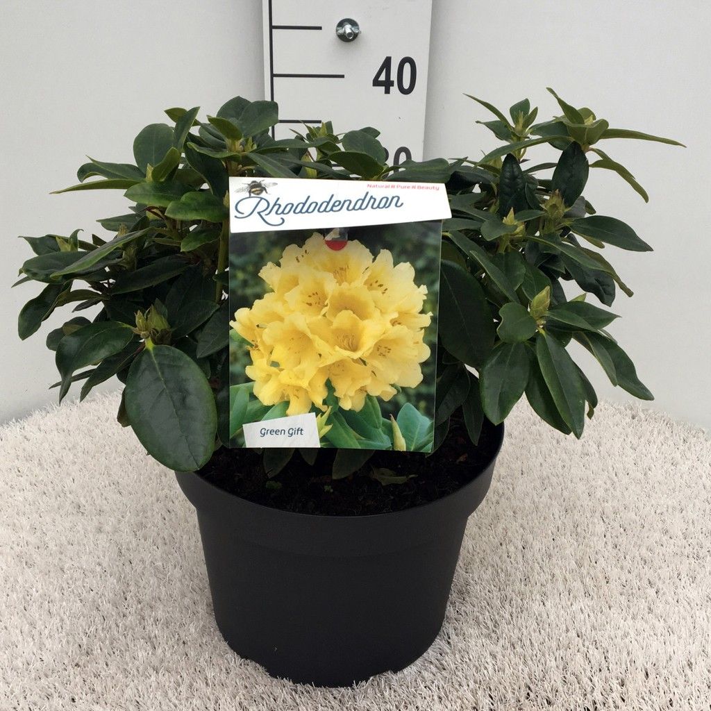 Rhodo. 'Saffrano' yellow, D 29