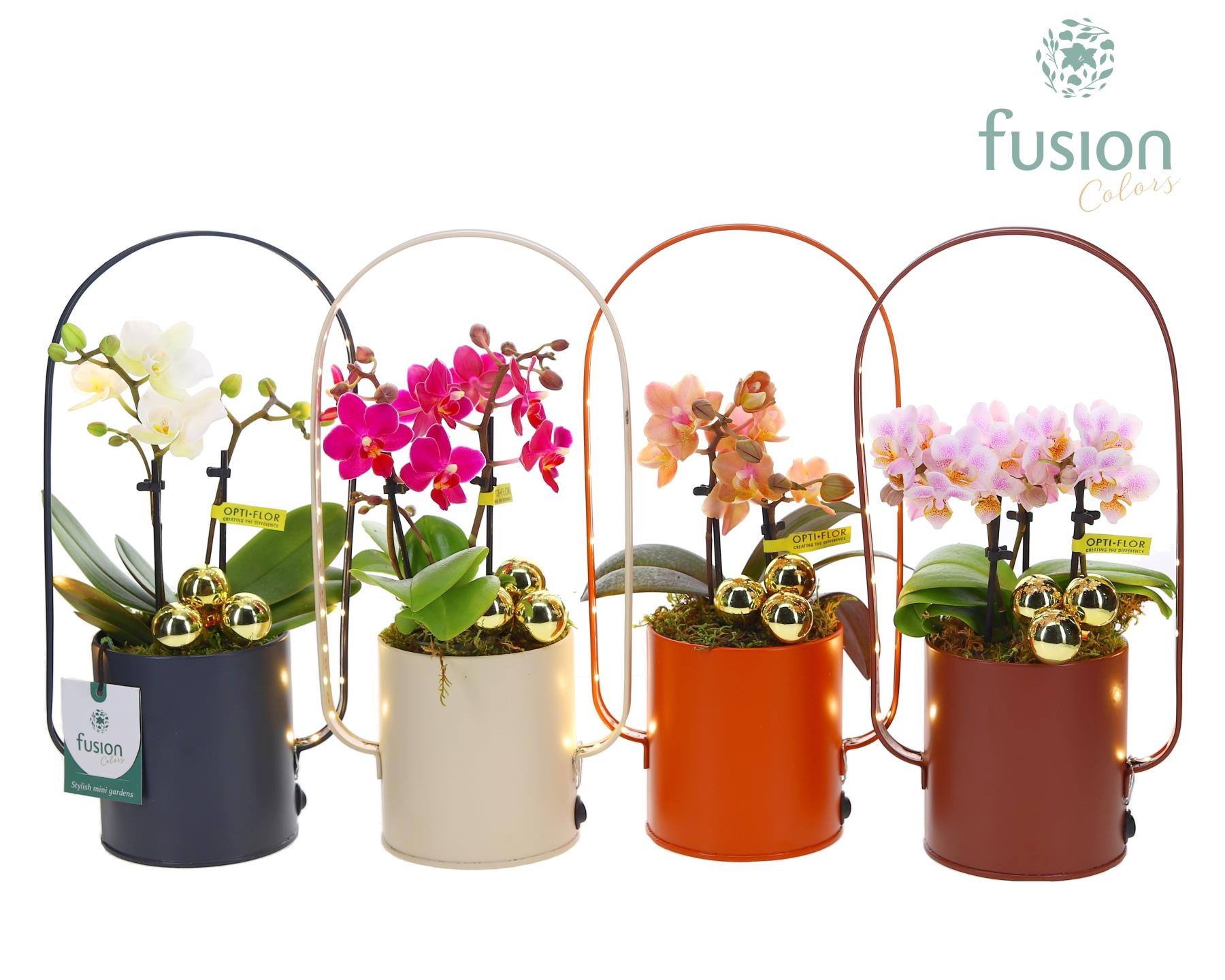 LED planter zink boog met Phalaenopsis, D 9 cm LED planter zink boog met Phalaenopsis, D 9 cm