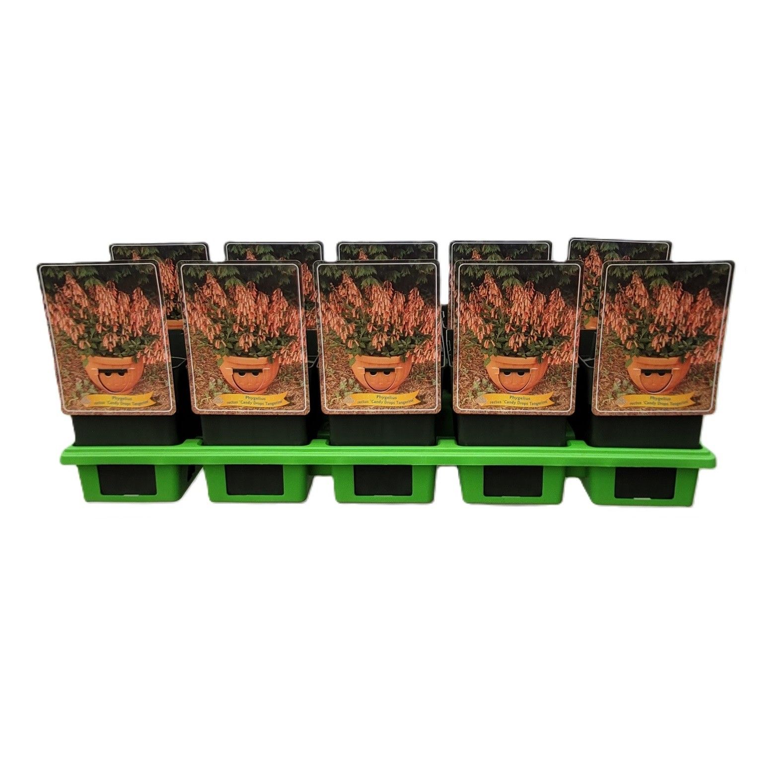 Phygelius rectus 'Candy Drops Tangerine' P11, D 11 cm