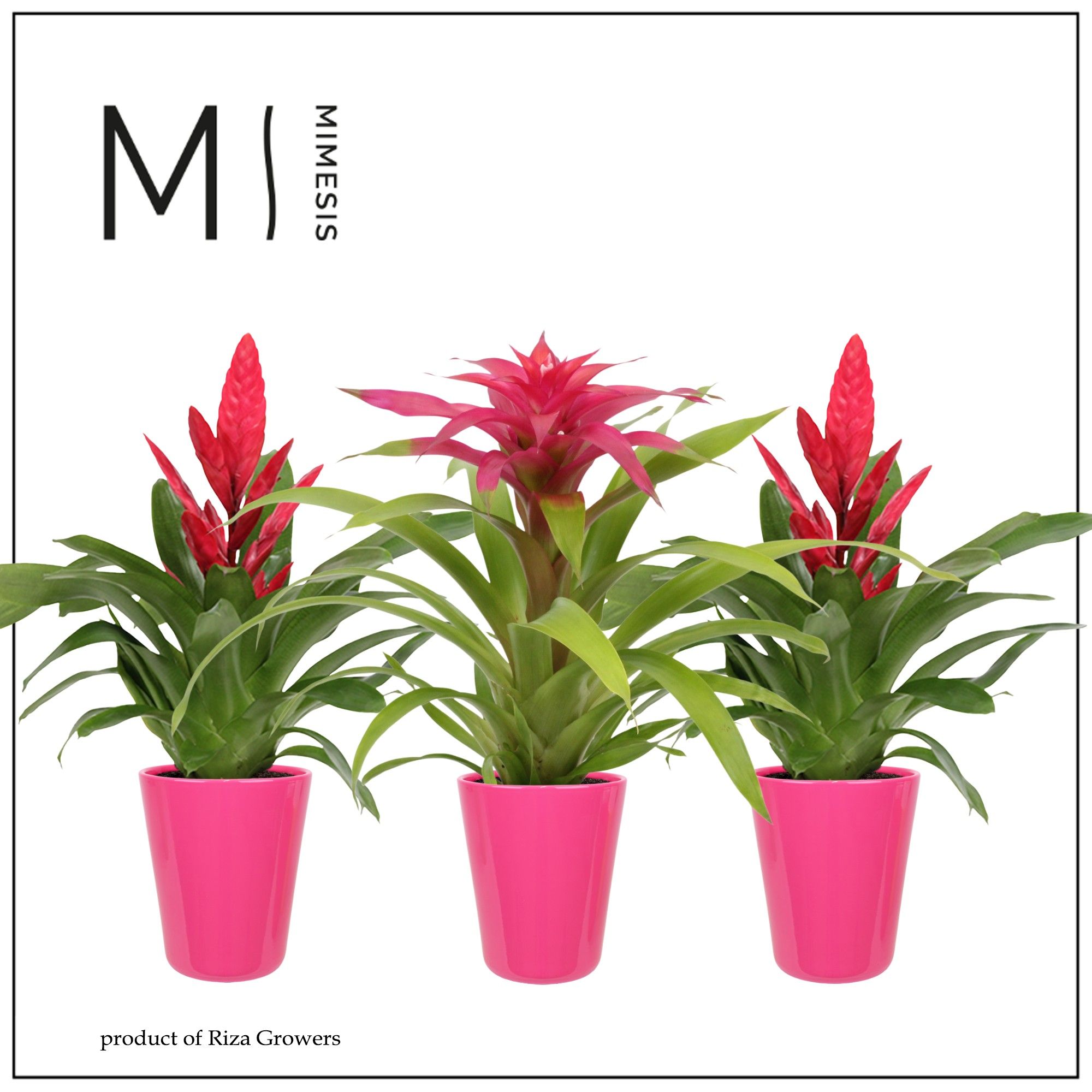 Bromelia Pink - 13cm in Florence | Mimesis, D 13