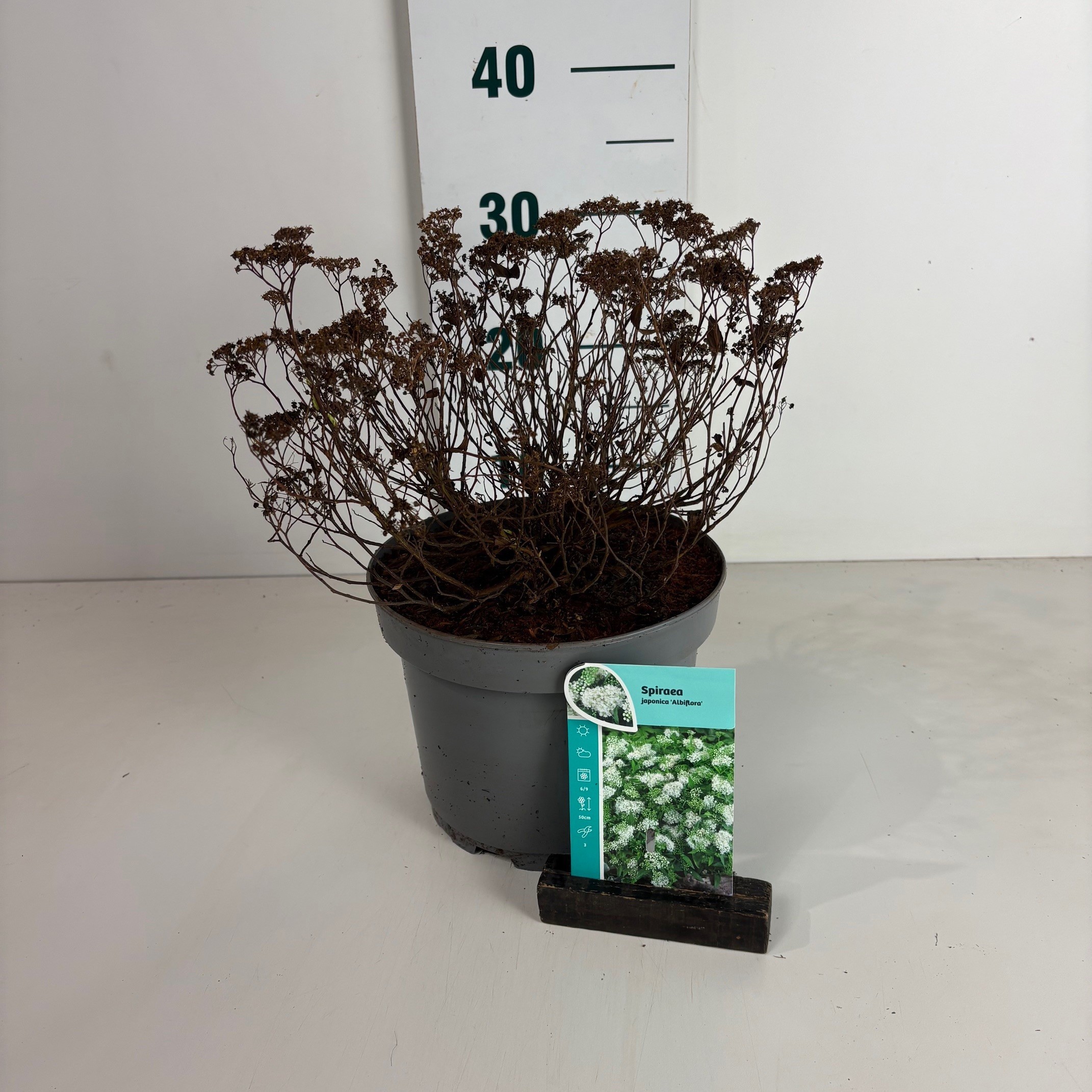 Spiraea japonica Albiflora, D 20
