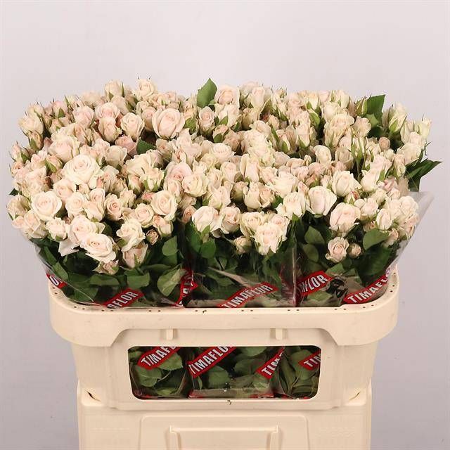 Роза куст. Роял Порселина 70, шт.