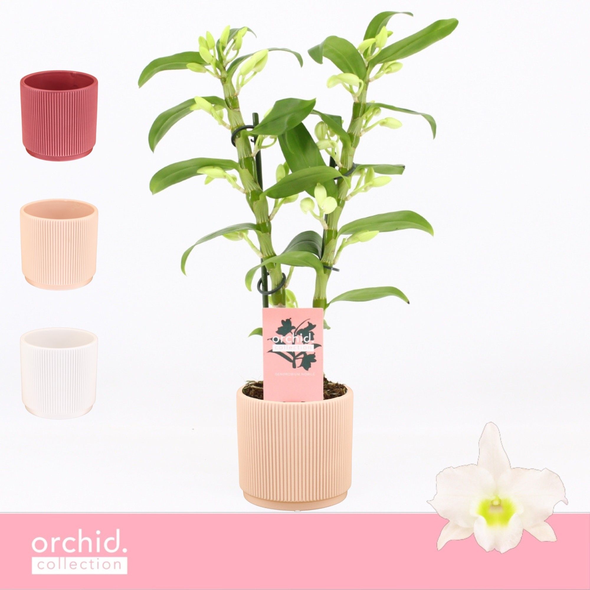 Dendrobium Nobilé, Apollon 2-spike Compact in Horizon Ribble 'Orchid Collection', D 12