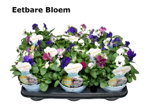 Viool eetbare bloem triomix London zonder etiket, D 12