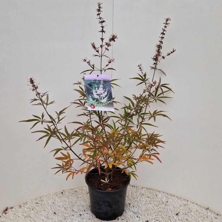 Vitex agnus-castus 'Albus', D 19