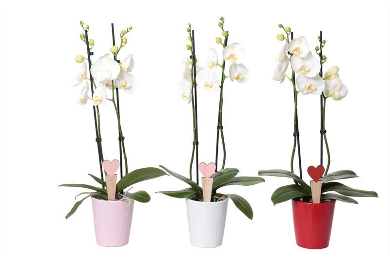 Zoe p12 dots mix candy Phal white 2T14+, D 12 cm