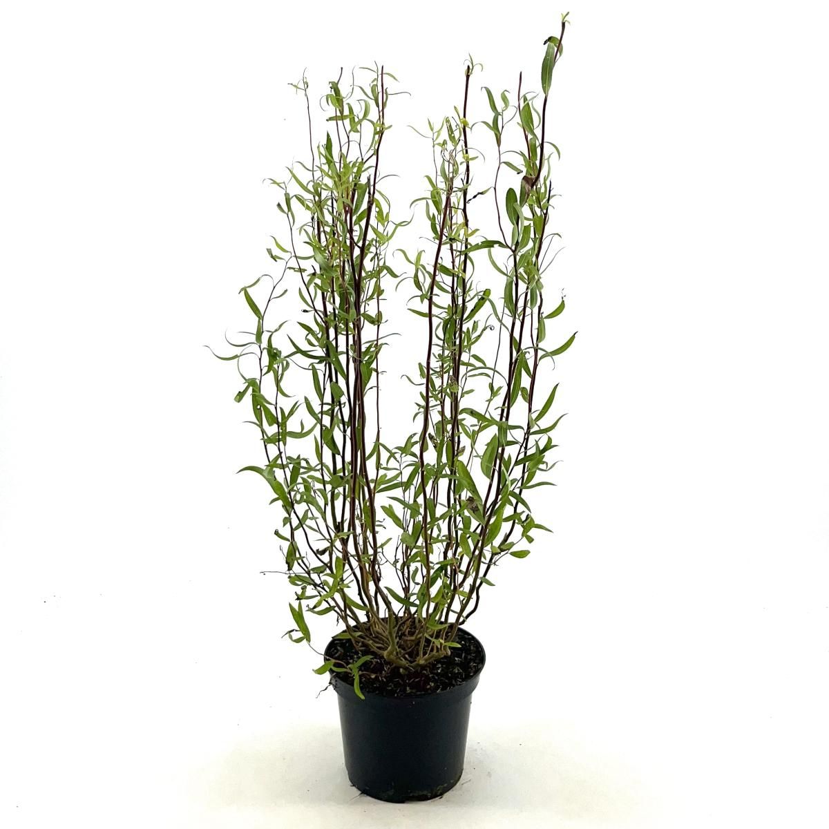 Salix babylonica 'Tortuosa', D 19