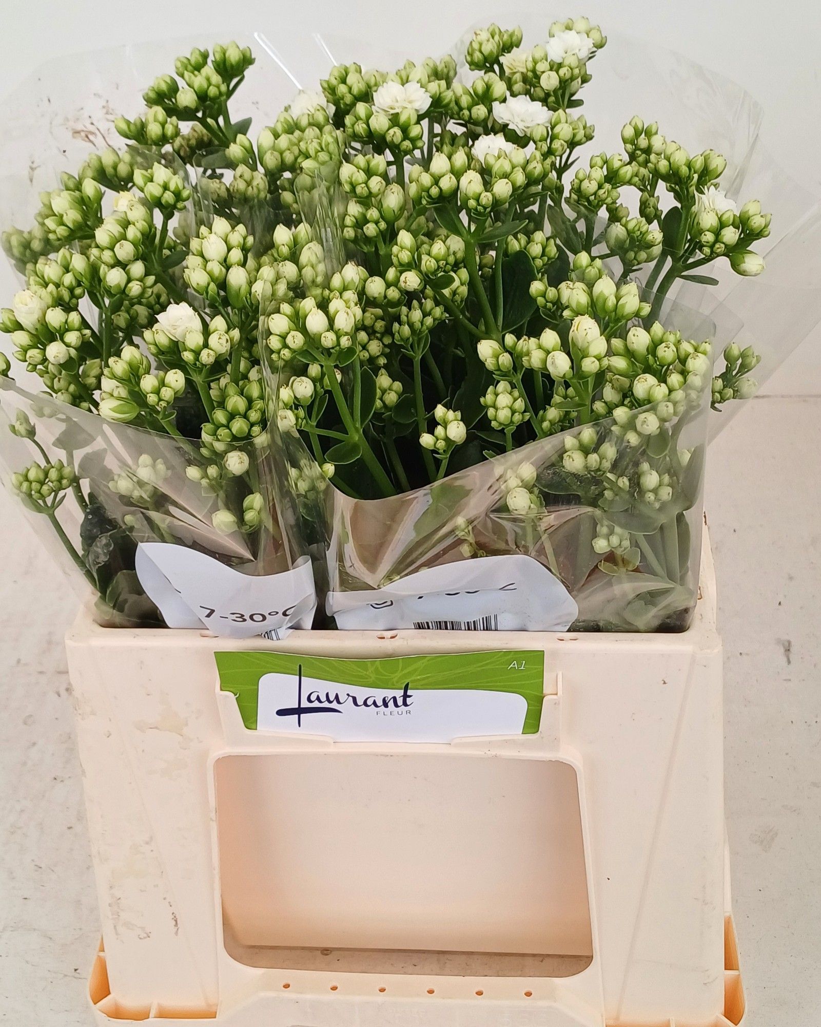 Каланхое Кристал Вайт Медоу 40, шт.