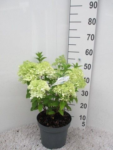 Hydrangea pan. Bobo 20-25 P23, D 23 cm