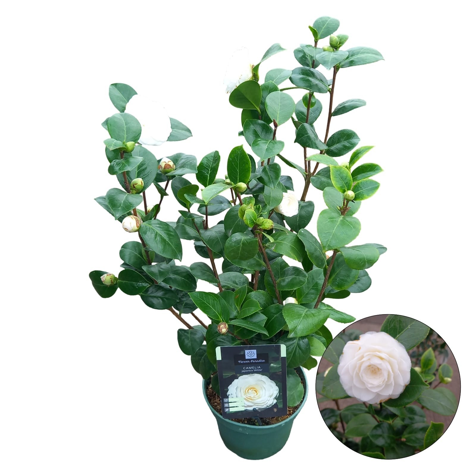 Camellia jap. 'White', D 19