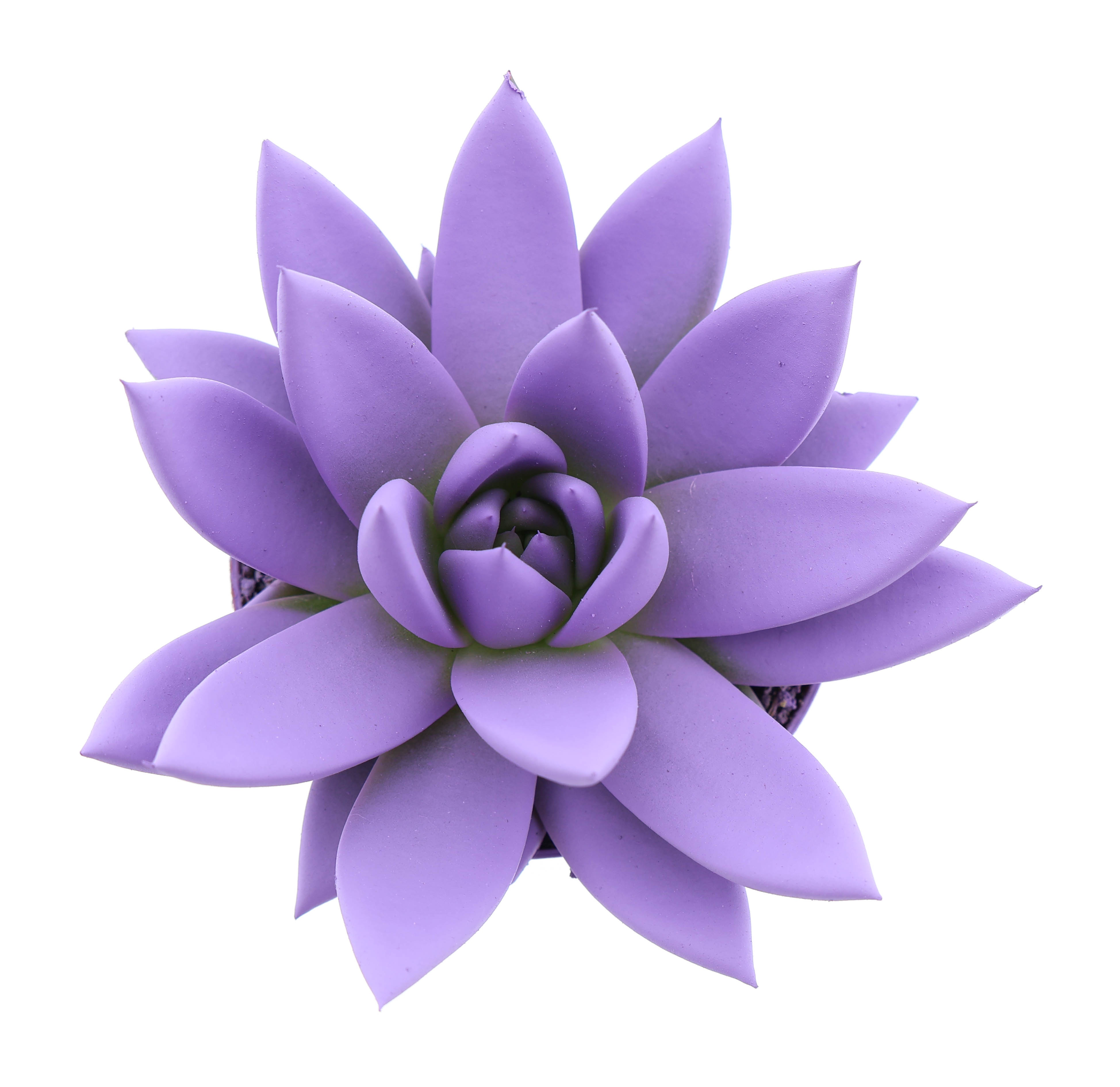 Rainbow purple, D 8,5