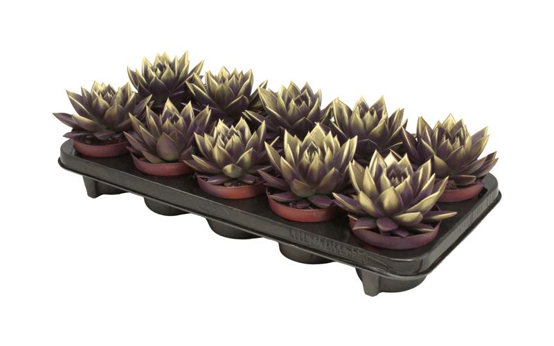 Miranda bicoloured dark purple/gold, D 10,5