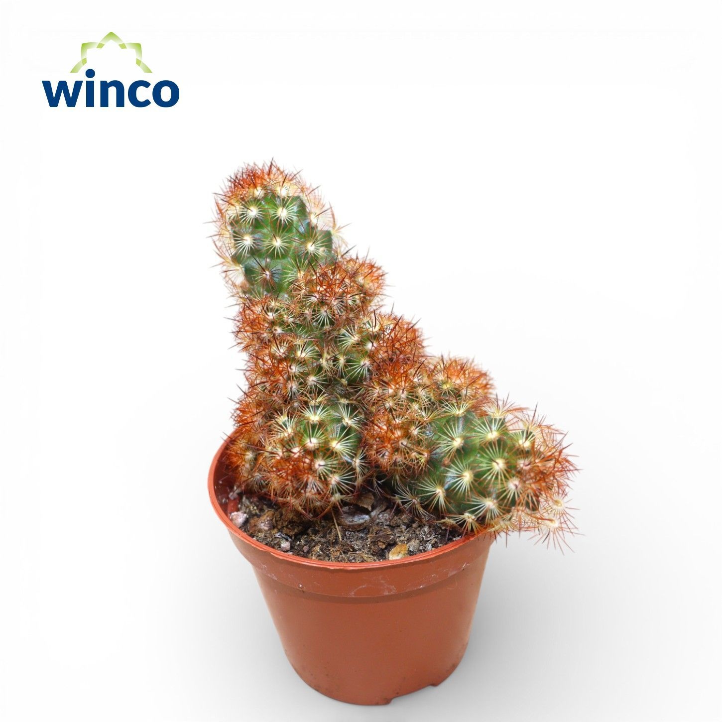 Mammillaria Elongata Rubra, D 8,5