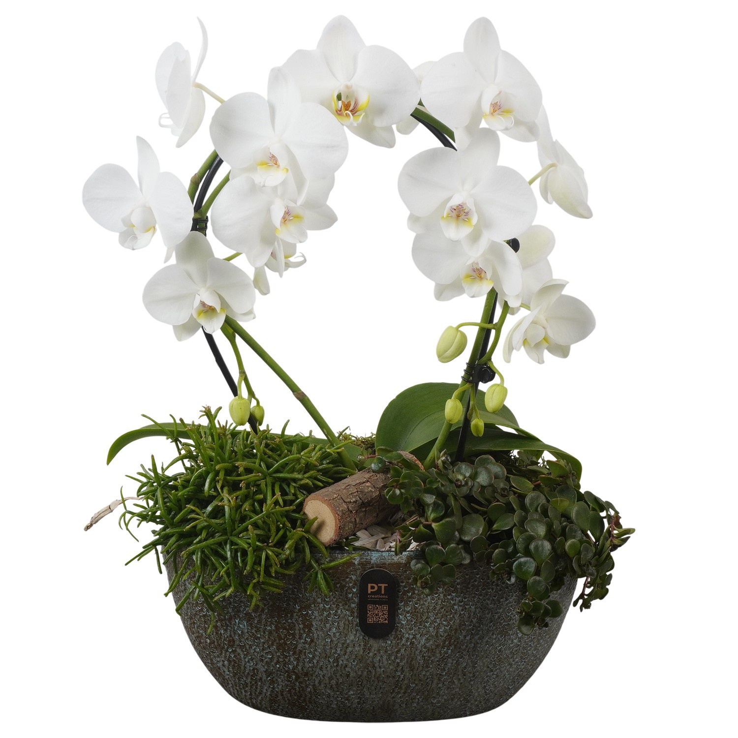 PTIB5334 Arrangement Indoor in keramiek pot ovaal, D 28