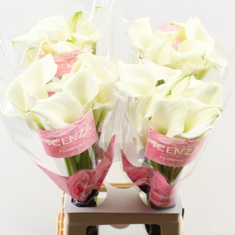 Калла Кристал Блаш 70, шт.