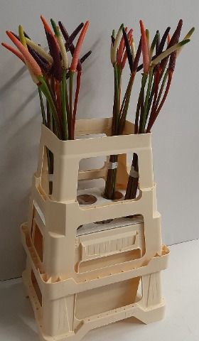 Антуриум Овериг, шт. Антуриум Овериг, шт.