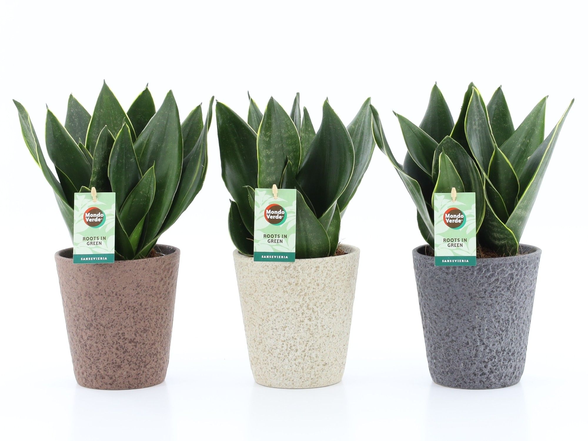 Sansevieria Black Diamond in Nature keramiek, D 13
