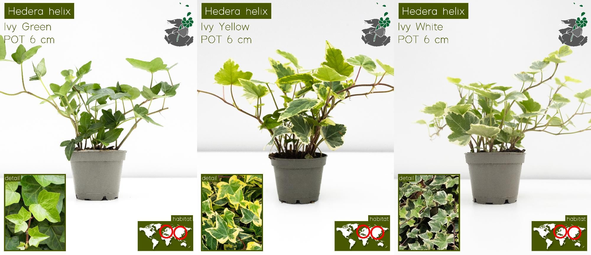 Hedera Helix MIX P6, D 6