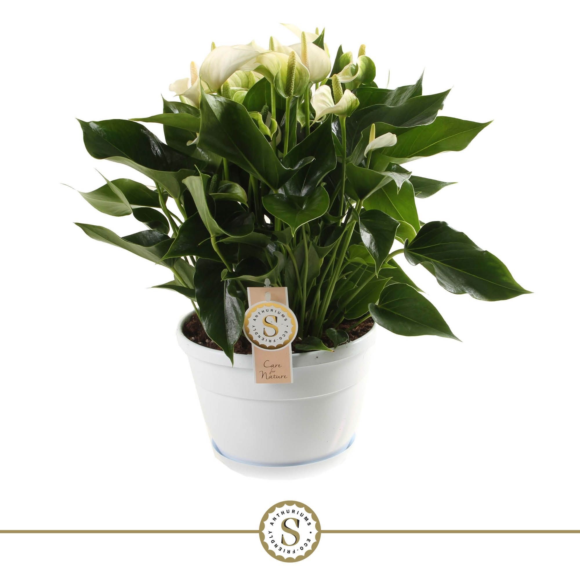 Schaal Napoli 20cm White Champion, D 20