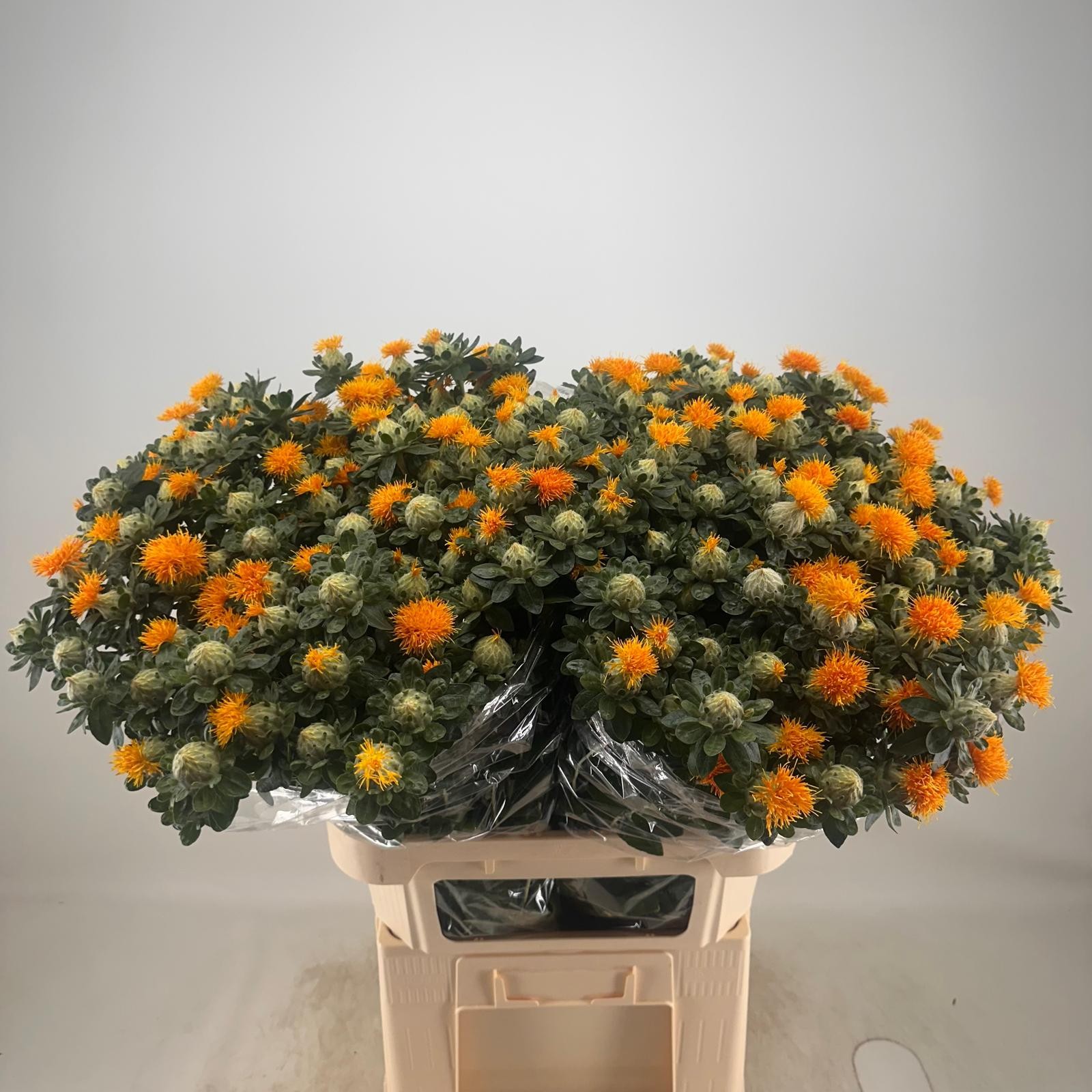 Картамус Занзибар 80 (оранж.), шт.