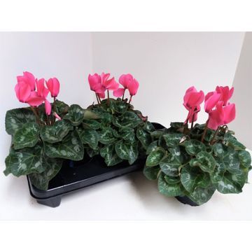 Cyclaam 13cm roze grootbloemig, D 13