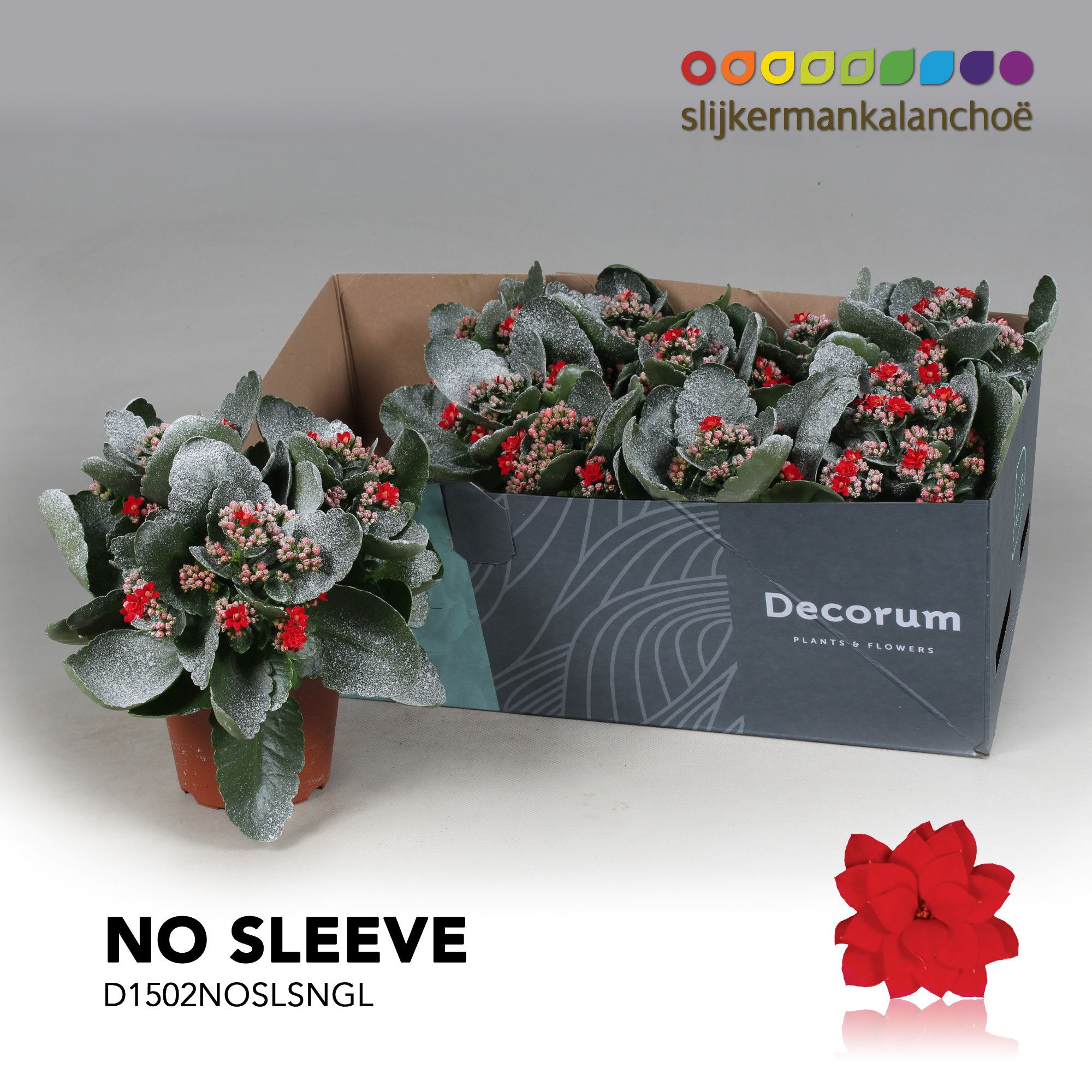 Kalanchoe No Sleeve - Red with snow/sneeuw and glitter - kerst, D 15 cm