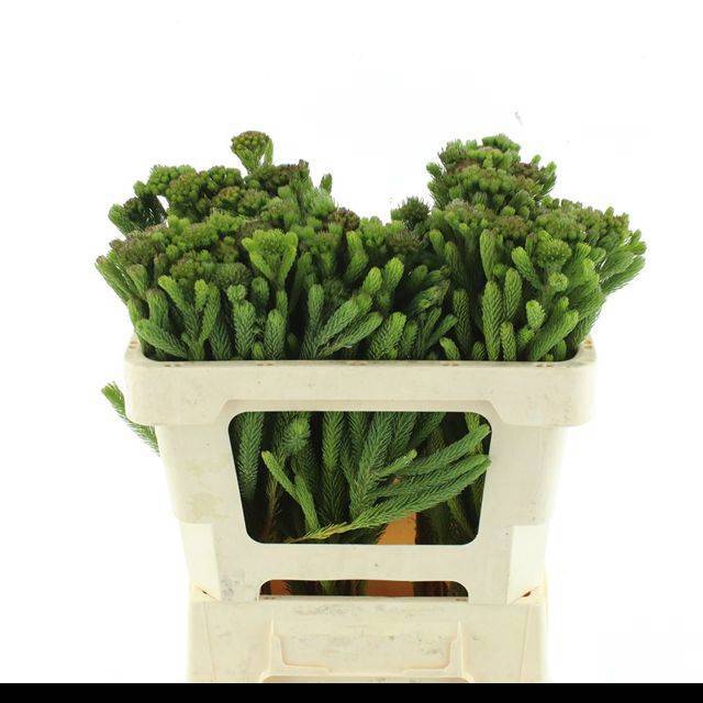 Бруния Альбифлора 50, шт.