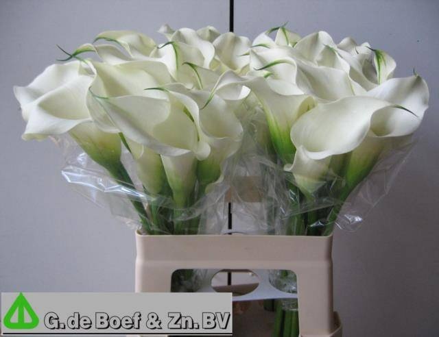 Калла Кэптен Вентура 60, шт.