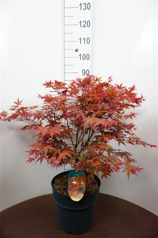 Acer pal. 'Deshojo', D 32