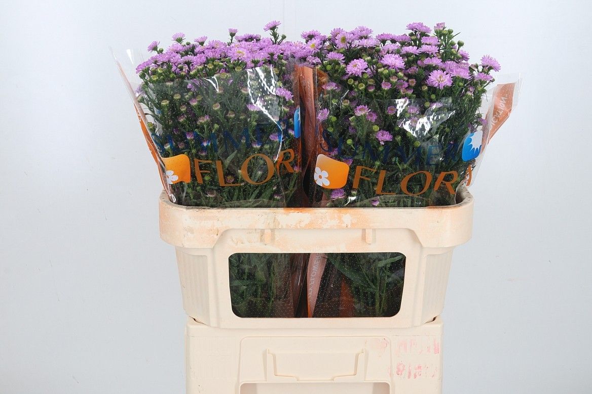 Астер Пейнтед Леди 70, шт.