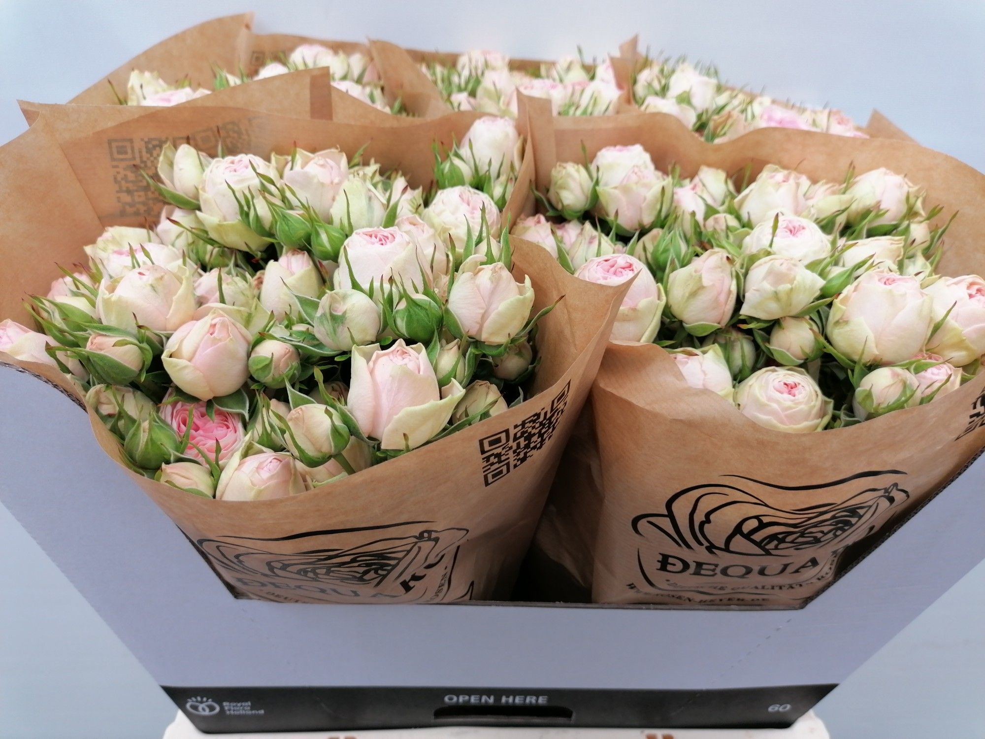 Роза куст. Грэндмас Кэти 60, шт.