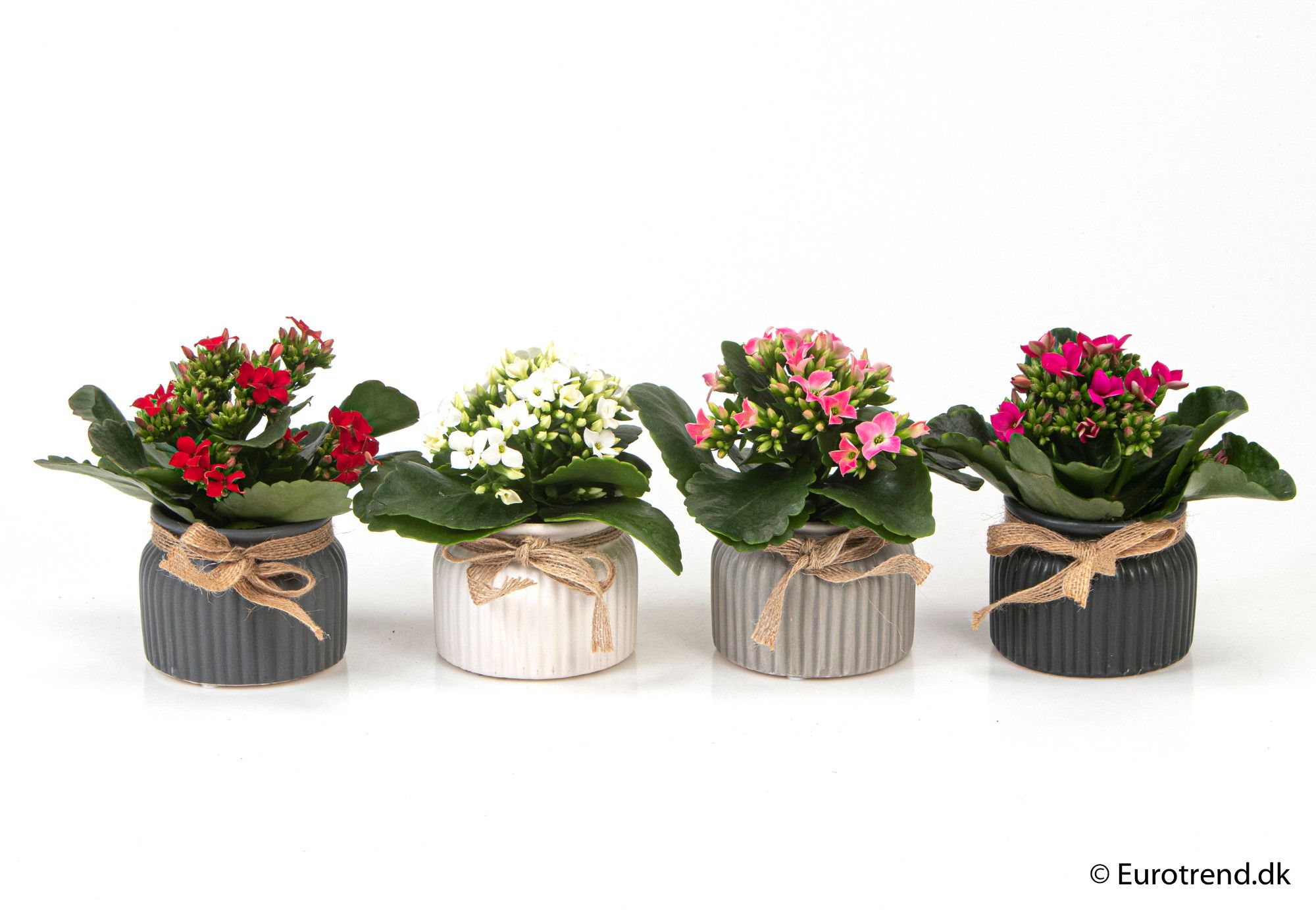 Kalanchoe in ceramic - New Look 2025, D 6
