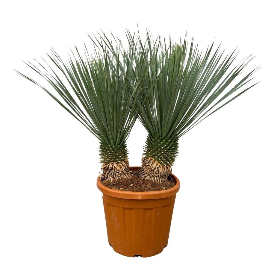Yucca Rostrata double stam - 110cm, D 45