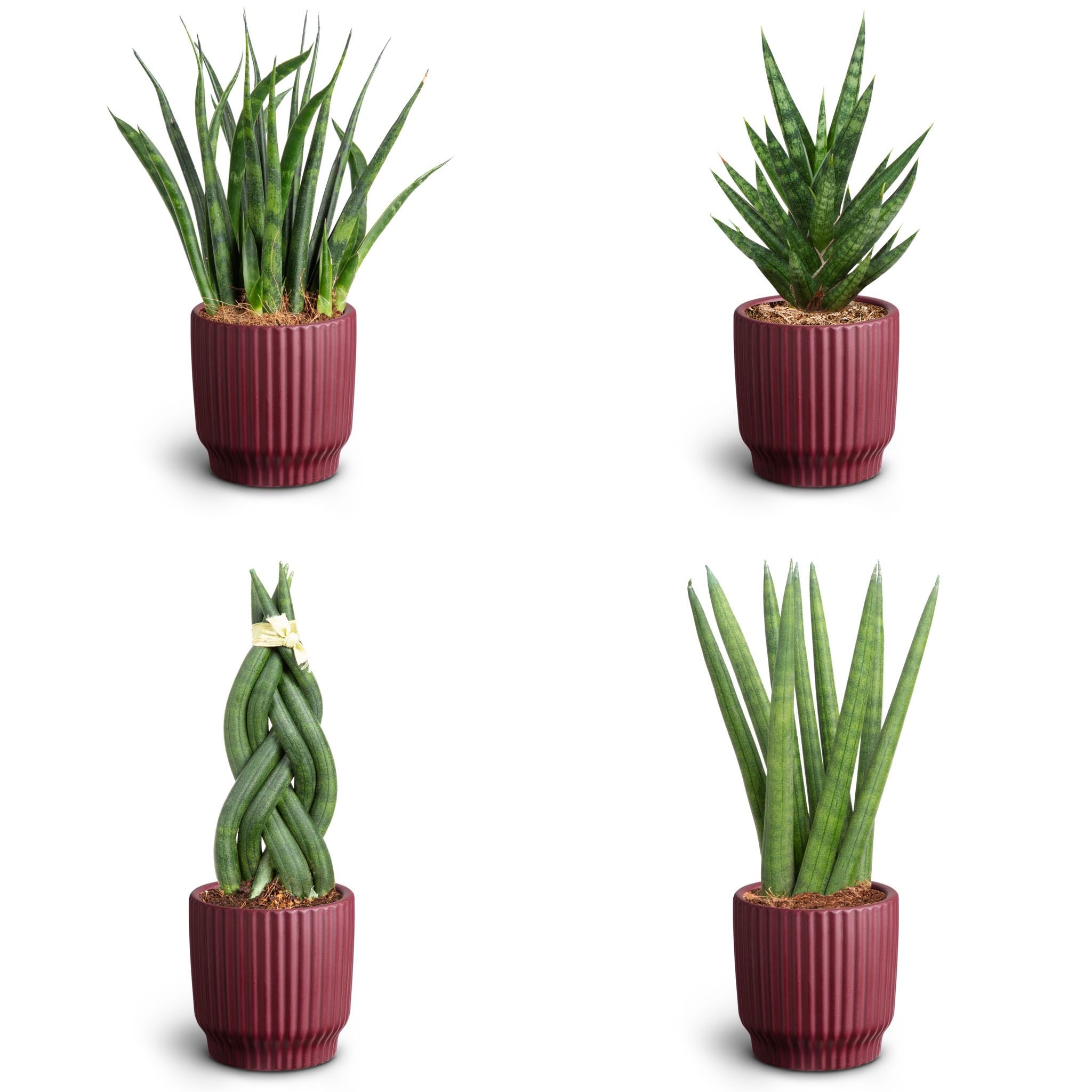 Nordic Aubergine, Sansevieria Collection, D 7