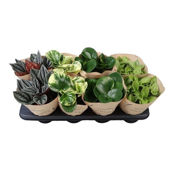 Peperomia Mix in Paper Sleeve 12 cm, D 12 cm