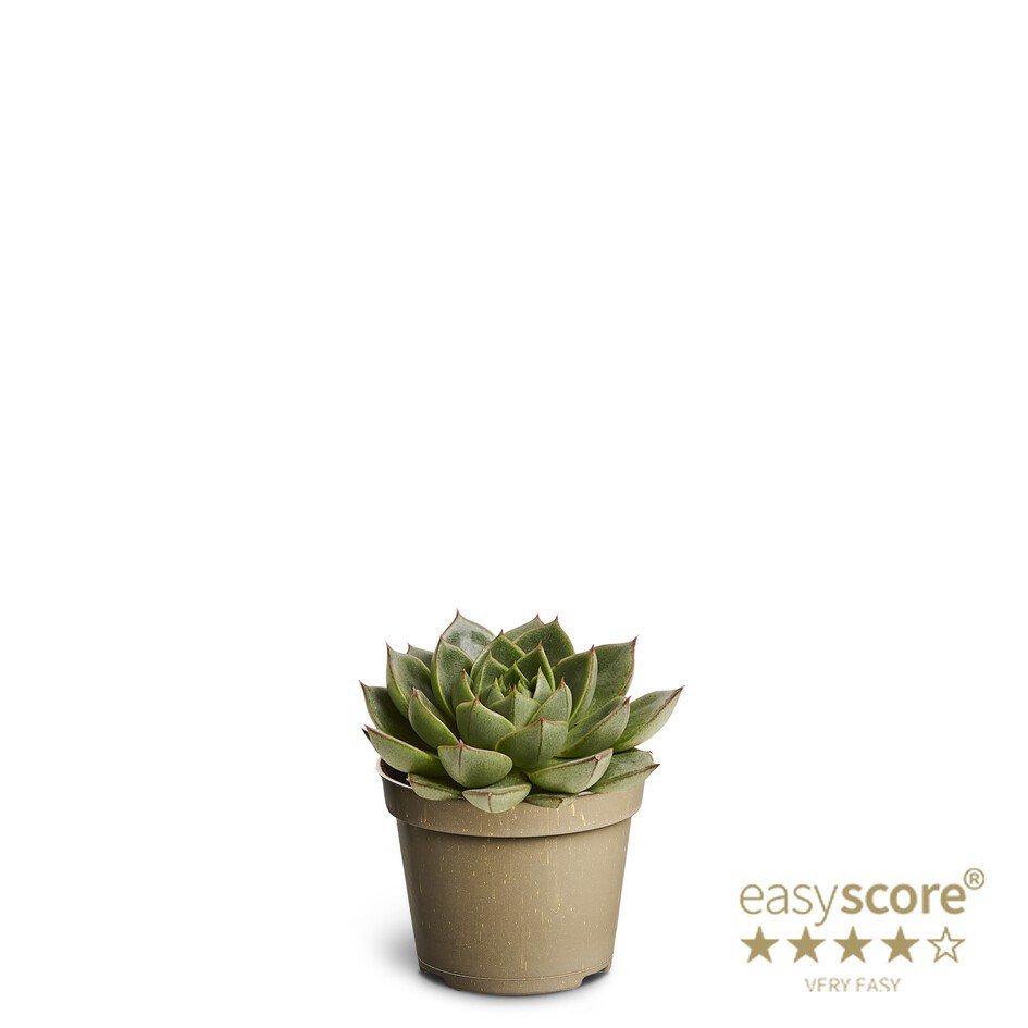 ECHEVERIA-HYBRID 'Green Gilva', D 6 cm