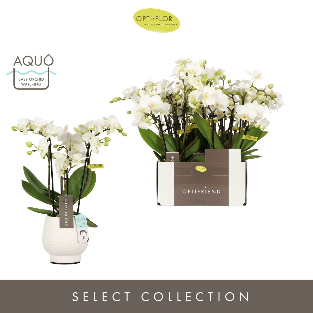 Optifriend Sandra 4 spike in Abruzzo White Aquo, D 7 cm