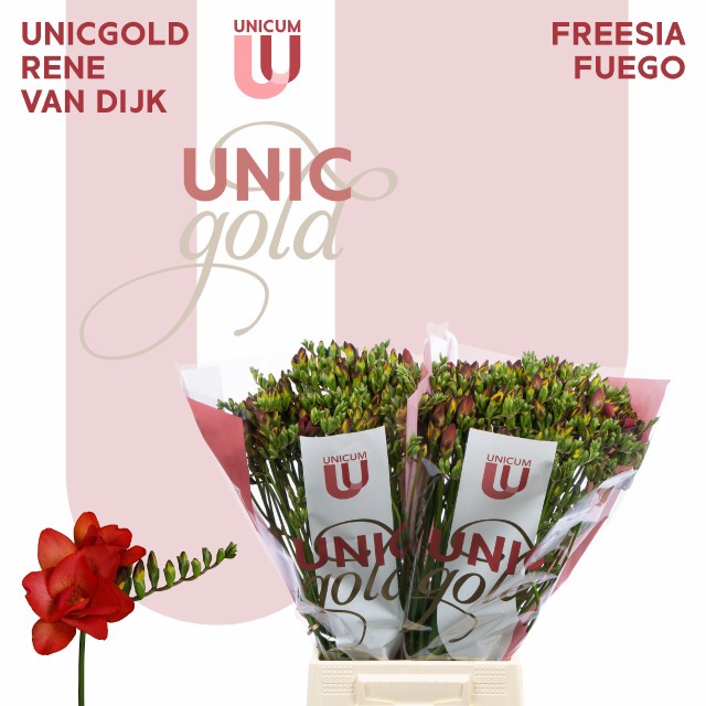 Фрезия дв. Фуэго 55, шт.